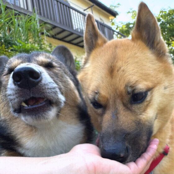 おやつタイムを楽しむ2ワン いぬのきもち