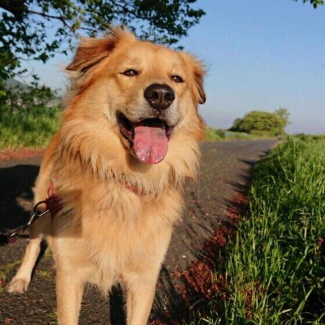 春は環境の変化による犬のストレスに注意 気をつけたいポイントは いぬのきもちweb Magazine 春は環境の変化による犬のストレスに注意 気をつけたいポイントは いぬのきもちweb Magazine