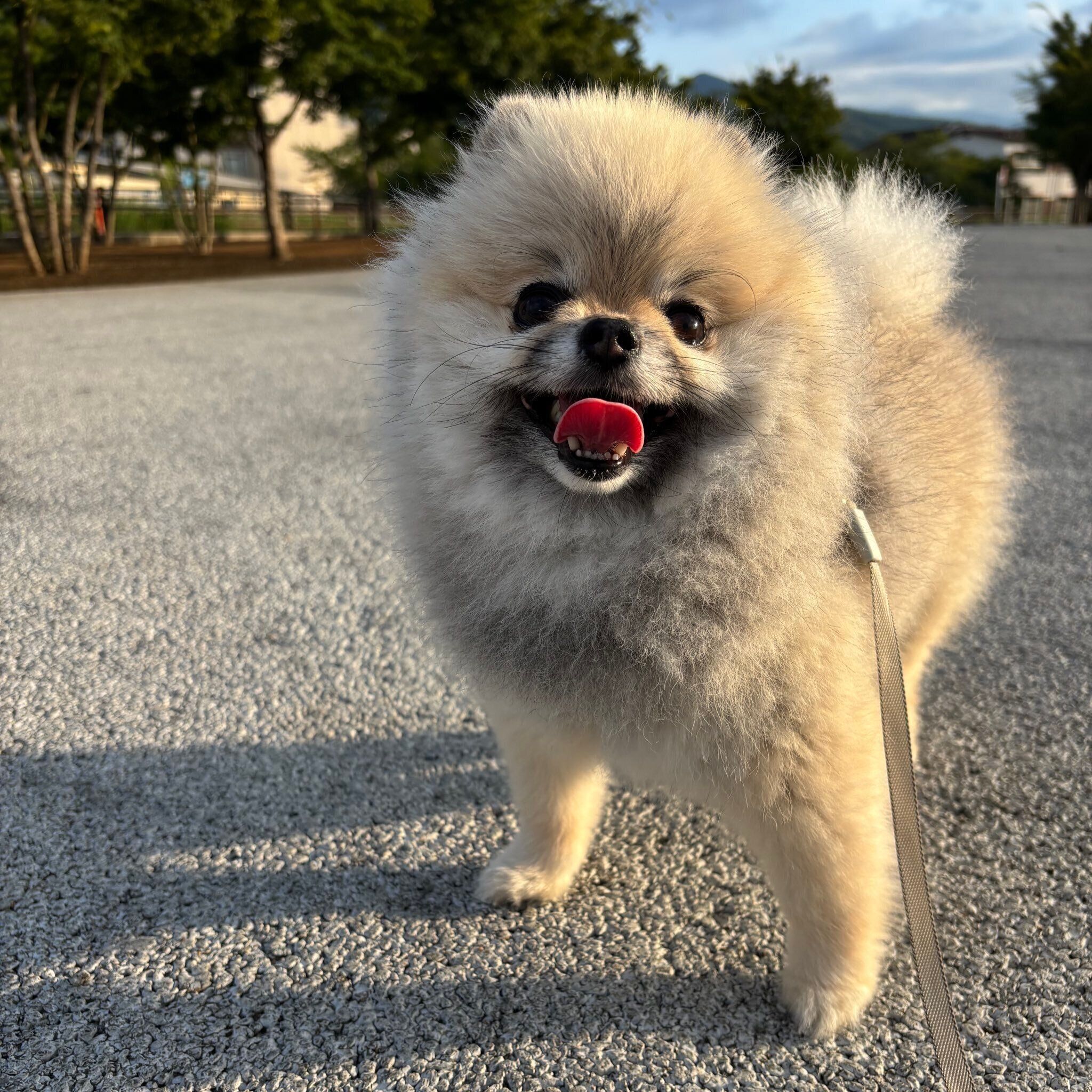 お散歩中のぐりくん