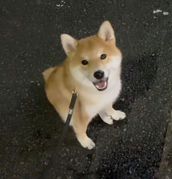 笑顔を見せるハクくん