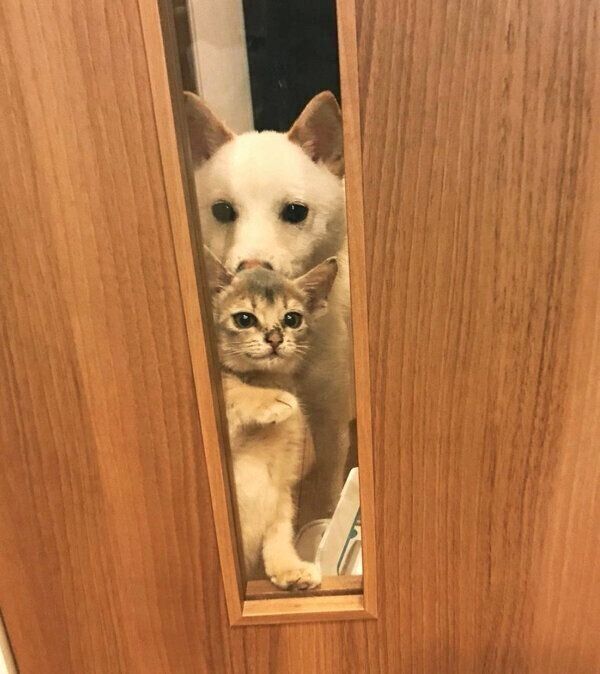 お出迎えする麦くんとラテちゃん