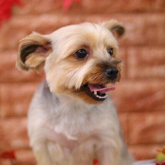 かわいいヨークシャー・テリア