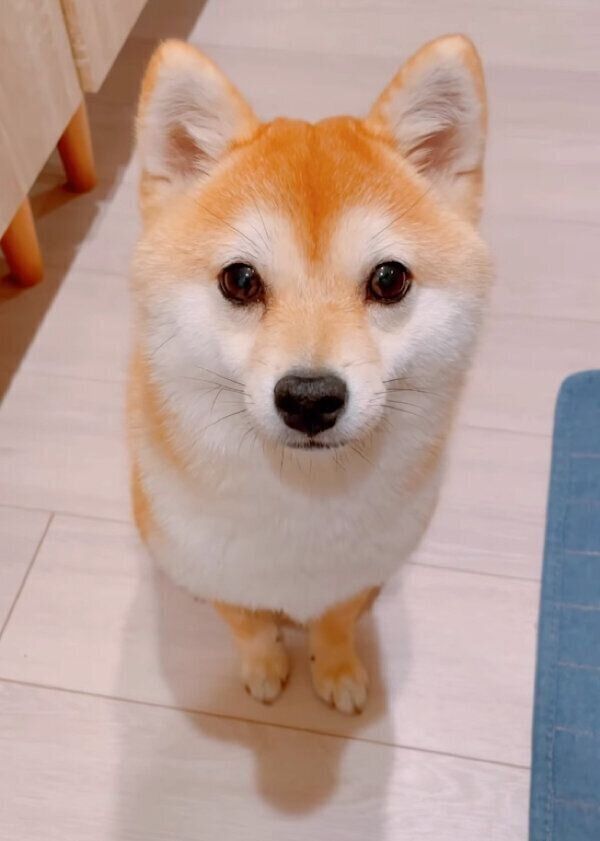 「歯磨きする人〜？」に反応する、がんもくん