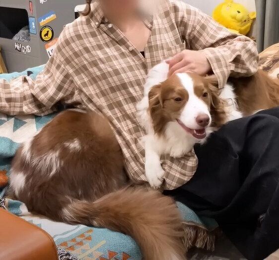 ママにくっつく犬たち