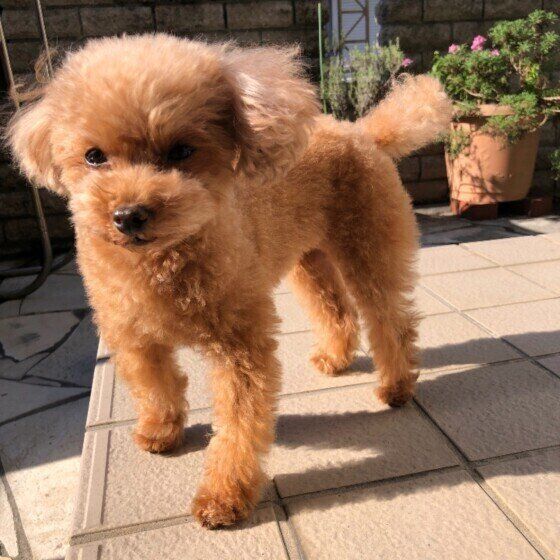 トリミングしたてでフワフワのトイ・プードル