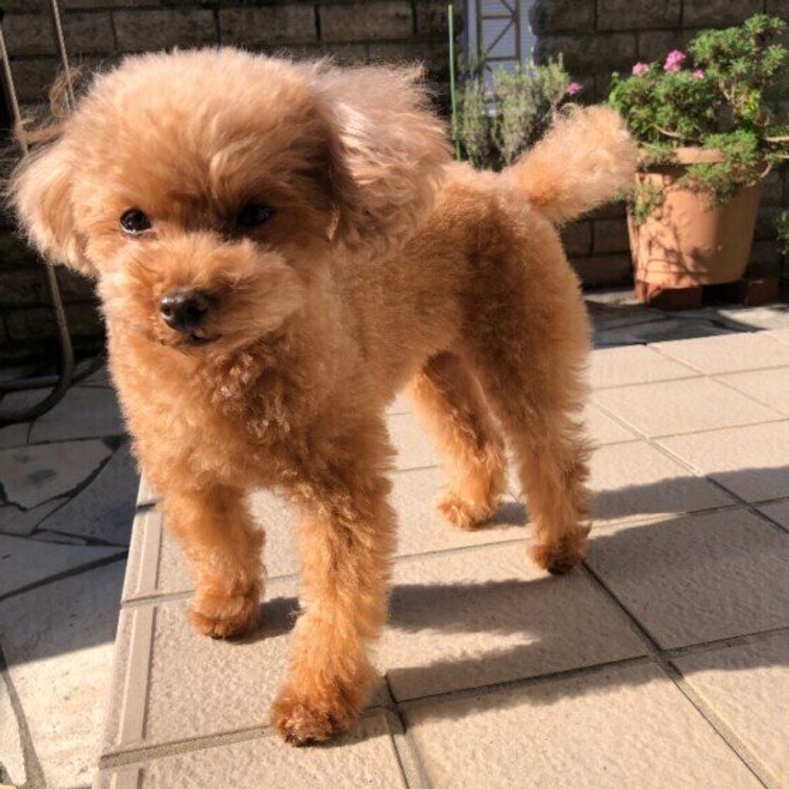 専門家監修 犬が吠える理由は 原因と対処法 しつけのポイント いぬのきもちweb Magazine 専門家監修 犬が吠える理由は 原因と対処法 しつけのポイント いぬのきもちweb Magazine