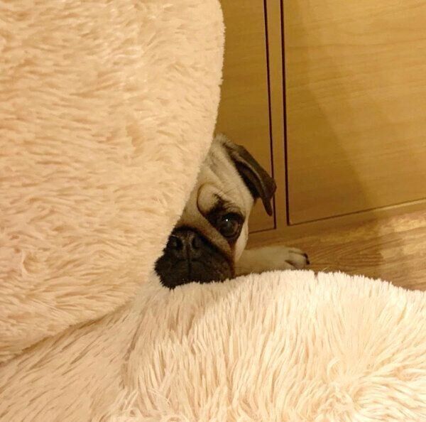 クマのぬいぐるみの陰に隠れるラルくん