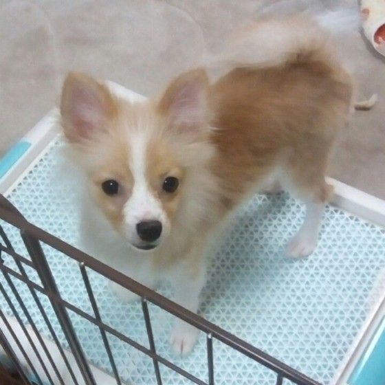 トイレするポメラニアン