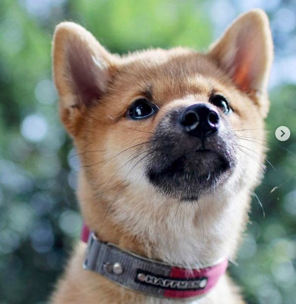 柴犬のりなちゃん