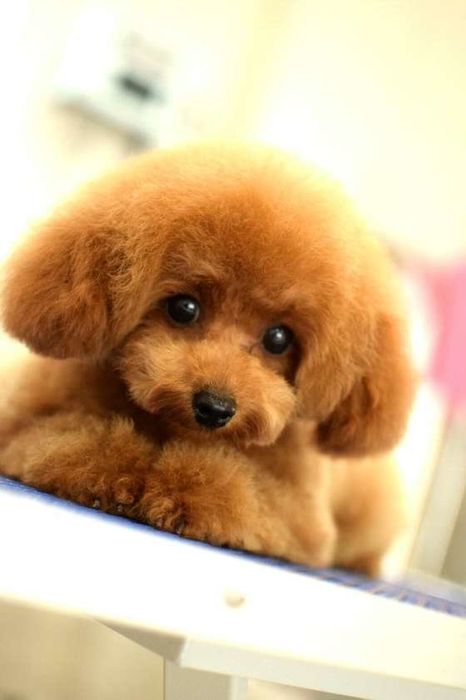 目がまんまる!癒しのトイプーちゃん♪