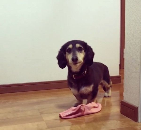 靴下が大好きな犬