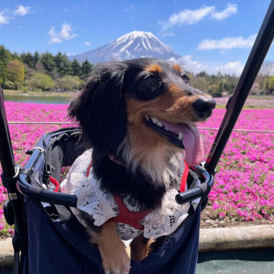 芝桜とワンちゃん