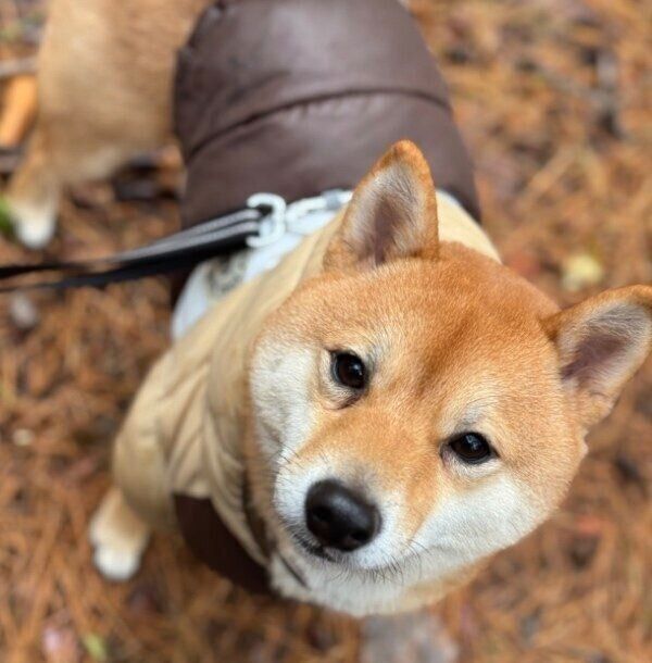 おやつを求めるろくくん