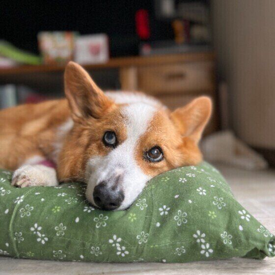 ウェルシュ・コーギー・ペンブロークのこゆきちゃん