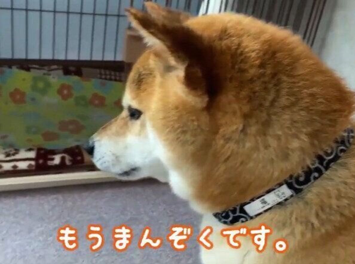 Degu 85jyygn3m Degu 85jyygn3m