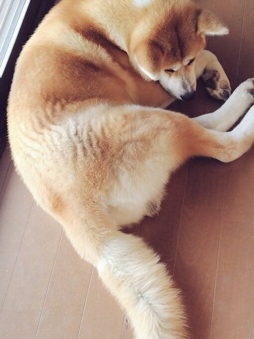 生後8カ月の秋田犬