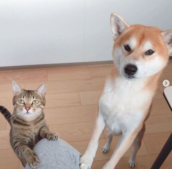 見つめるHaluくん、Mugiくん