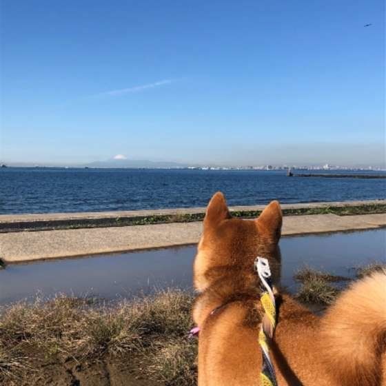 ペットロス体験談