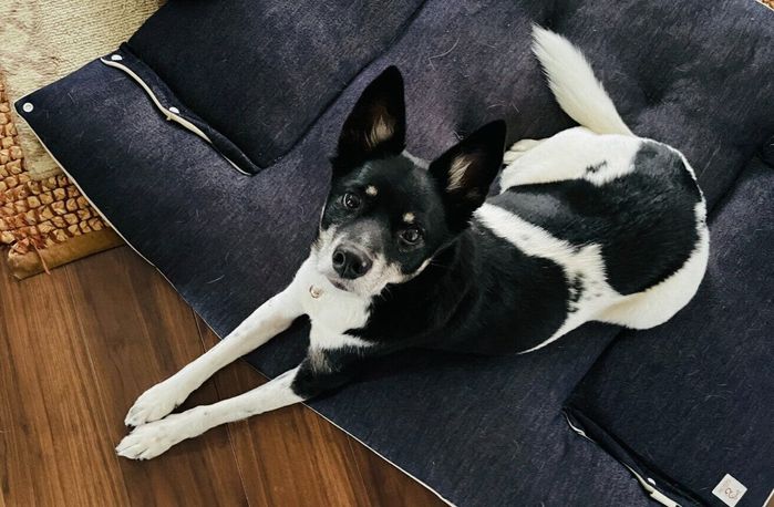 飼い主を見上げる犬