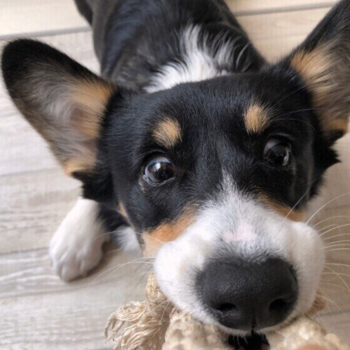 犬が靴下のニオイが好き なのには理由があった 犬の嗅覚のスゴイ機能 いぬのきもちweb Magazine 犬が靴下のニオイが好き なのには理由があった 犬の嗅覚のスゴイ機能 いぬのきもちweb Magazine