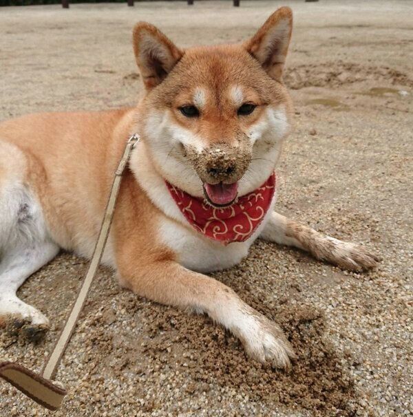 鼻に砂をつけるはるちゃん