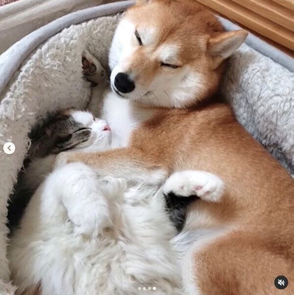 くっついて眠るサラちゃん、ルナちゃん