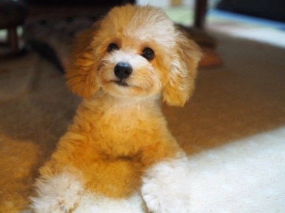 くつろぐトイ・プードル