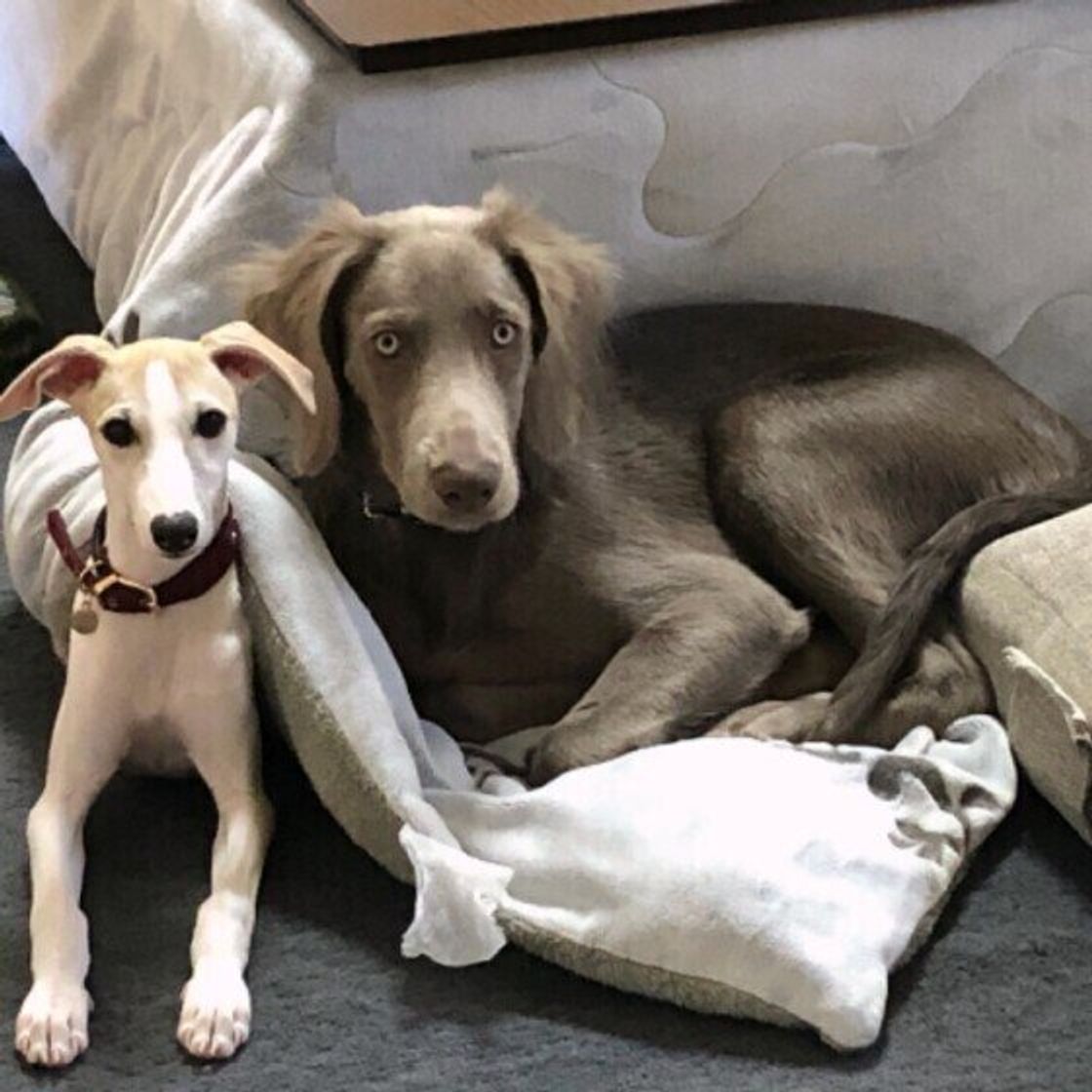 日焼けで毛色がガラリと変わる 犬の毛色の雑学 どれくらい知っている いぬのきもちweb Magazine 日焼けで毛色がガラリと変わる 犬の毛色の雑学 どれくらい知っている いぬのきもちweb Magazine