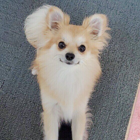 見つめるチワワ