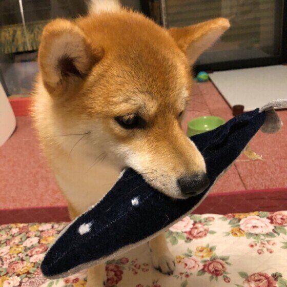 こうくん（柴）