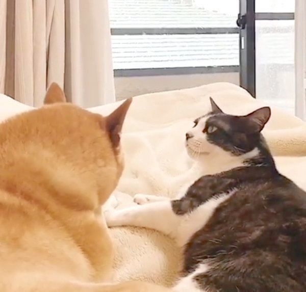 外を眺める柴犬とハチワレ猫