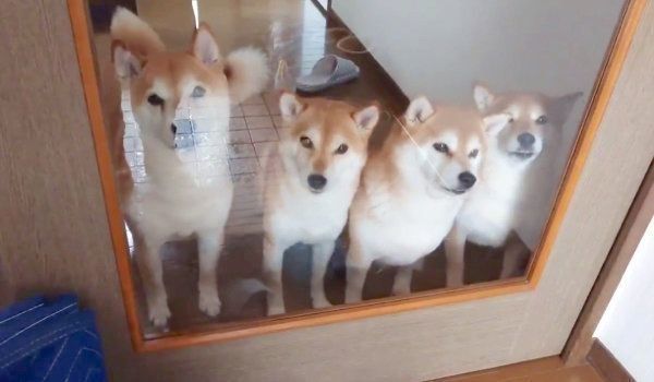 お出迎えするくるみちゃん、れんくん、ゆずちゃん、すずちゃん