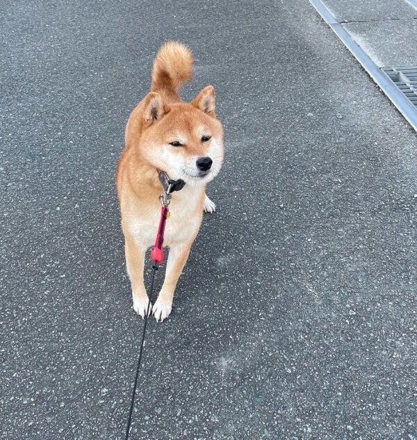 拒否柴中のマメちゃん