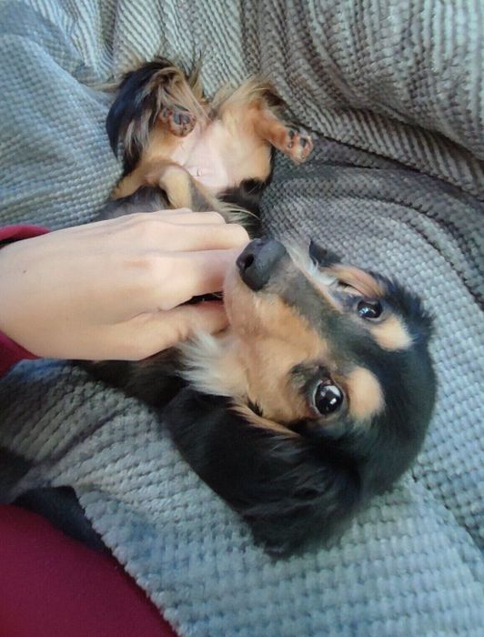 ゴロンとおなかを出して飼い主さんに甘える様子のくれあちゃん