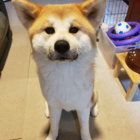 見つめる秋田犬