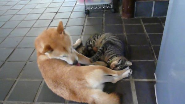 柴犬と猫