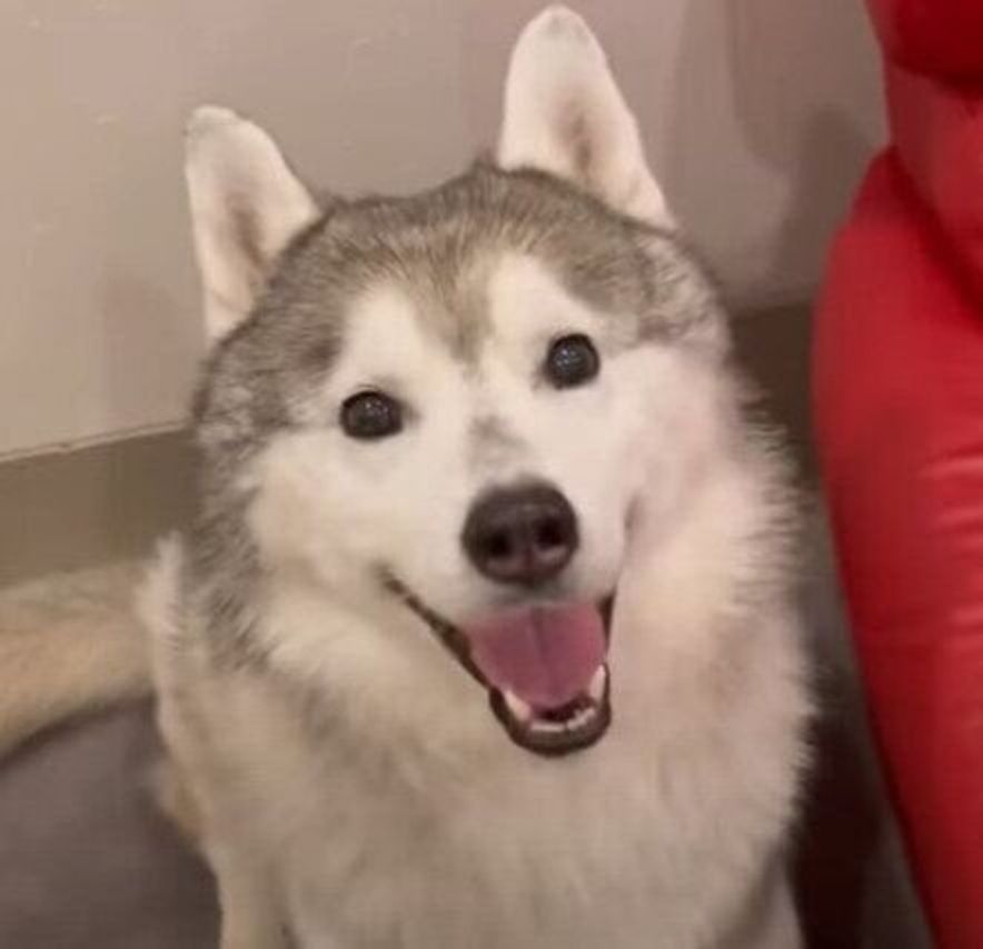 見ている人を幸せにするスマイル ゴハンの後に犬用ドーナツを食べてニコニコのハスキー いぬのきもちweb Magazine 見ている人を幸せにするスマイル ゴハンの後に犬用ドーナツを食べてニコニコのハスキー いぬのきもちweb Magazine