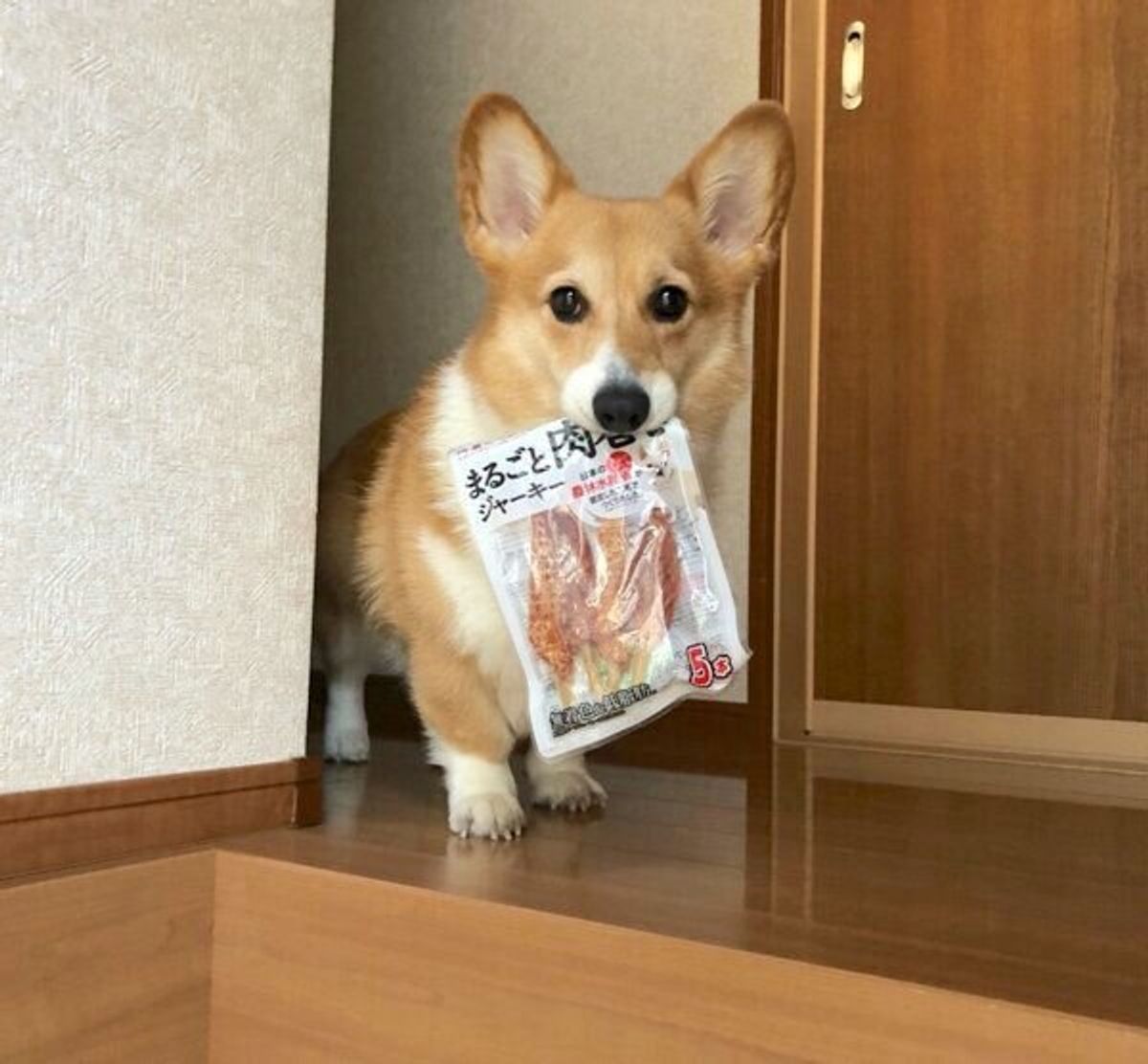 目をキラキラさせて ジャーキー の袋を運ぶコーギーの姿が尊すぎる いぬのきもちweb Magazine 目をキラキラさせて ジャーキー の袋を運ぶコーギーの姿が尊すぎる いぬのきもちweb Magazine