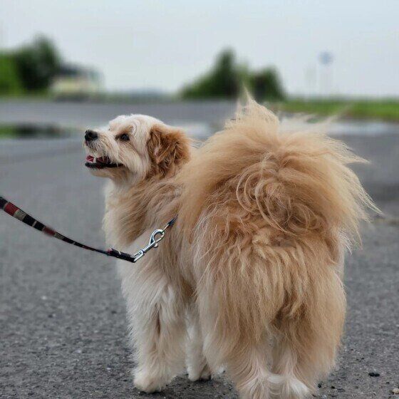 犬の緊張が高まる？ 知らない犬の目をじーっと見つめてはいけないワケ いぬのきもち