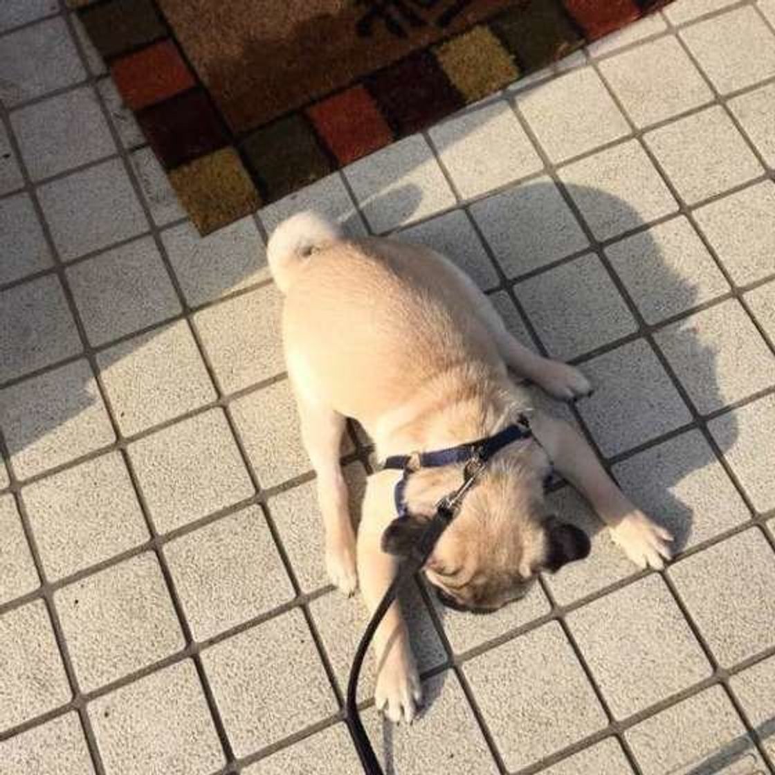 散歩はそんなに好きじゃない インドア犬 たちの生態とは いぬのきもちweb Magazine 散歩はそんなに好きじゃない インドア犬 たちの生態とは いぬのきもちweb Magazine