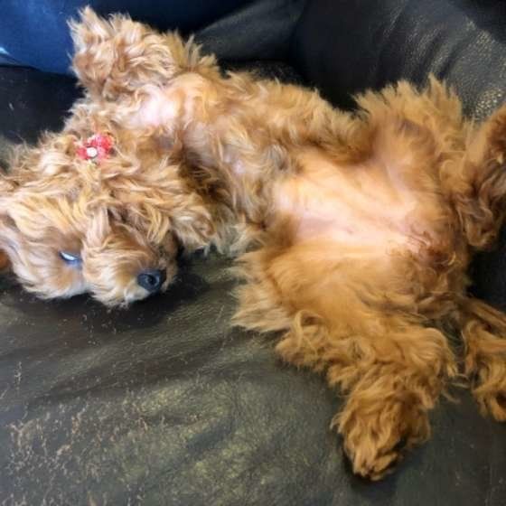 ヘソ天するトイ・プードル