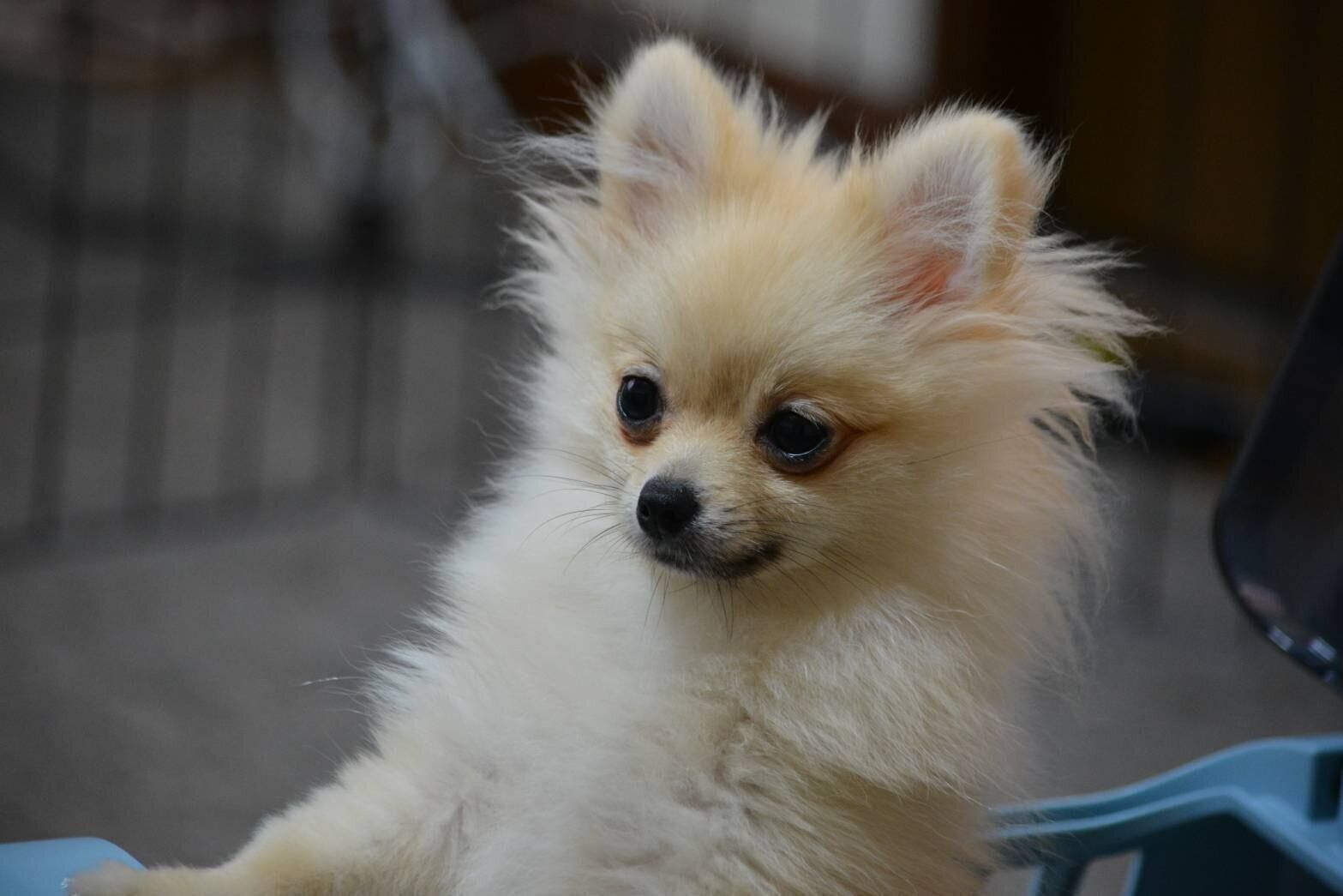 子犬時代のはるちゃん