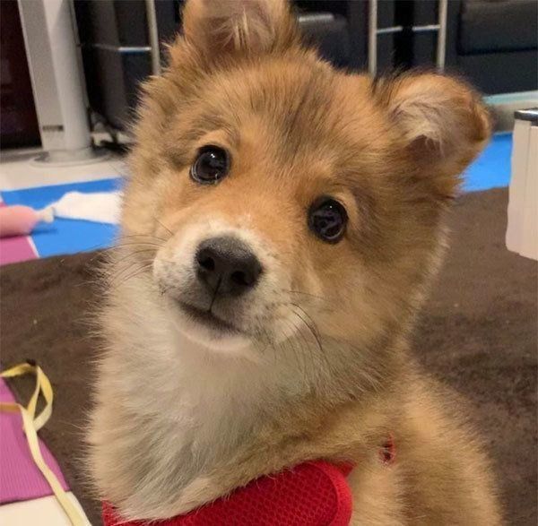 見つめるラテちゃん