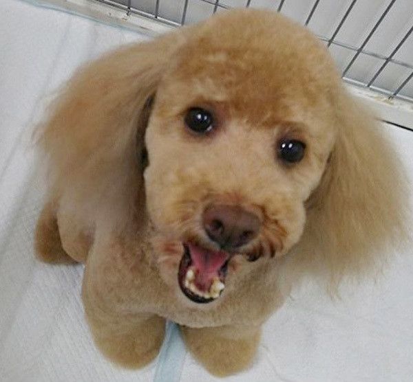 あくびするトイ・プードル