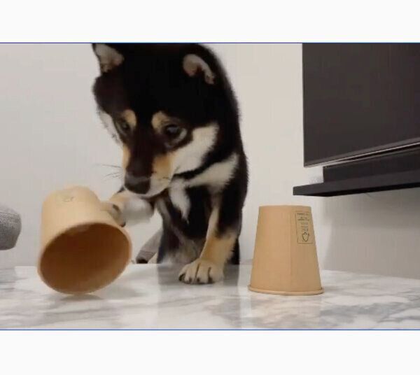 「シャッフルゲーム」に挑戦するまろくん