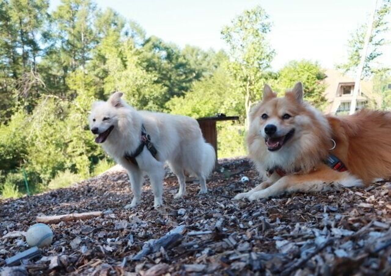 ありえない大福の行動 穴澤賢の犬のはなし いぬのきもちweb Magazine ありえない大福の行動 穴澤賢の犬のはなし いぬのきもちweb Magazine