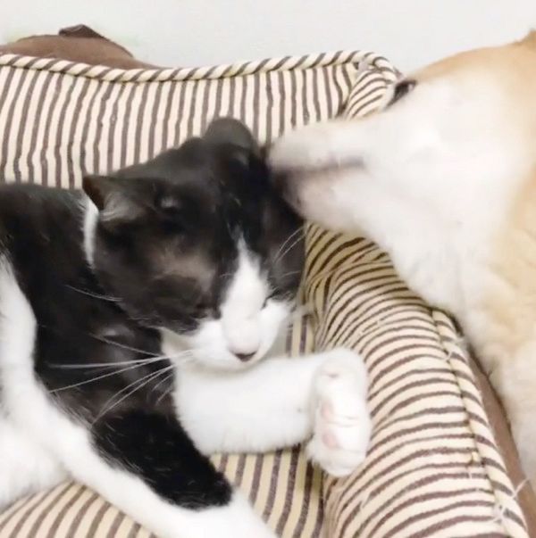 同居猫が大好きな犬