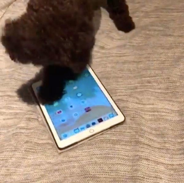 ゲームで遊ぶトイ・プードル