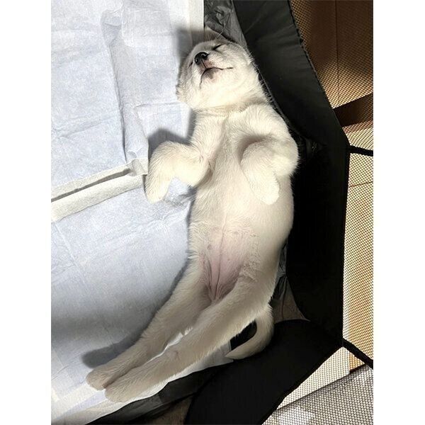 眠るアシㇼちゃん