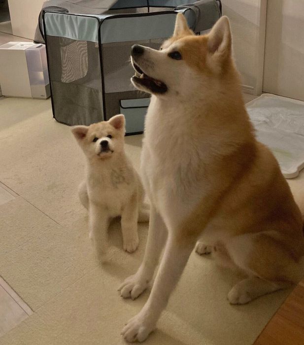 大吉くんの真似をしてオスワリをする幸ちゃん